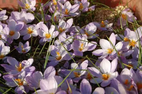 Crocus lævigatus ‘Fontenayi’