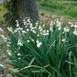 Leucojum aestivum ‘Gravetye Giant’ — Leucojum
