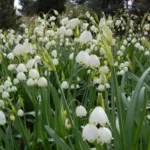 Leucojum aestivum ‘Gravetye Giant’ — Niveole