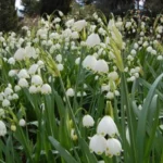 Leucojum aestivum &lsquo;Gravetye Giant&rsquo; — photo 3