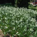 Leucojum aestivum ‘Gravetye Giant’ — aestivum