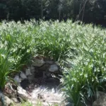 Leucojum aestivum ‘Gravetye Giant’ — snowflakes