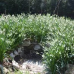 Leucojum aestivum &lsquo;Gravetye Giant&rsquo; — photo 5