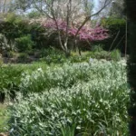 Leucojum aestivum ‘Gravetye Giant’ — photo 6