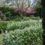 Leucojum aestivum &lsquo;Gravetye Giant&rsquo; — photo 6