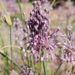 Allium carinatum