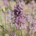Allium carinatum