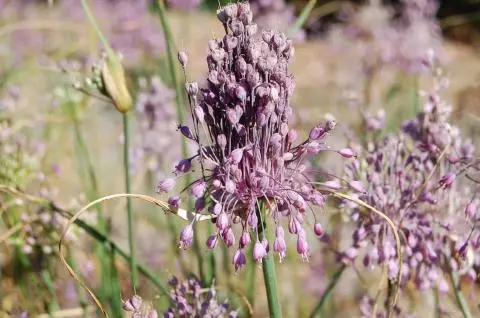 Allium carinatum