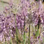 Allium carinatum — photo 2