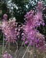 Allium carinatum — ail