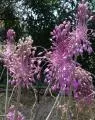 Allium carinatum — photo 3