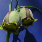 Fritillaria acmopetala