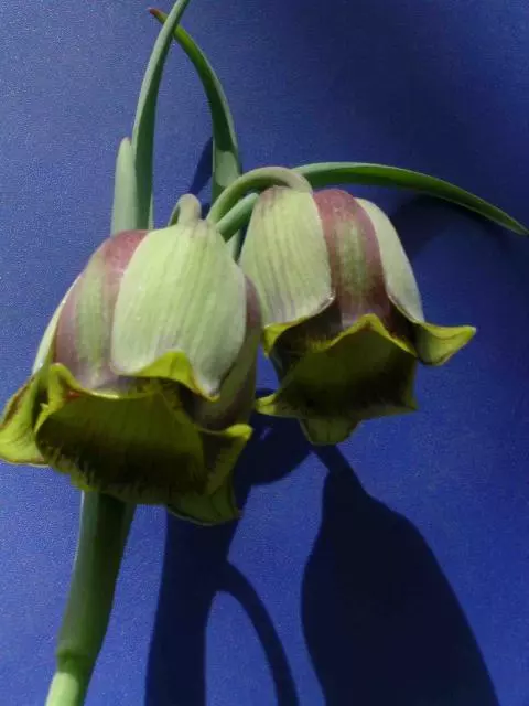 Fritillaria acmopetala