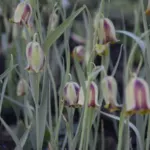 Fritillaria acmopetala — photo 2