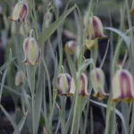 Fritillaria acmopetala — photo 2