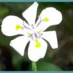 Dietes iridioides