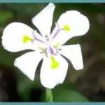 Dietes iridioides