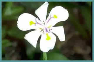 Dietes iridioides