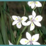 Dietes iridioides — Iris