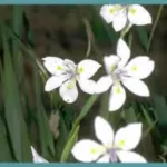 Dietes iridioides — Iris