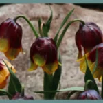 Fritillaria michailovskyi