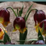Fritillaria michailovskyi