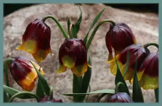 Fritillaria michailovskyi