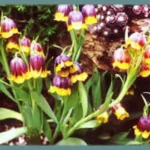 Fritillaria michailovskyi — Fritillaria