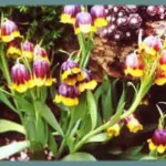 Fritillaria michailovskyi — Fritillaria