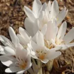 Colchicum automnale album