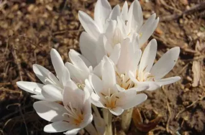 Colchicum automnale album