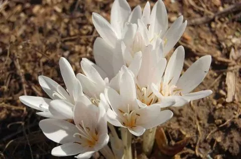 Colchicum automnale album