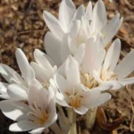 Colchicum automnale album
