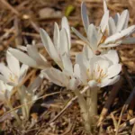 Colchicum automnale album — Colchicum autumnale album