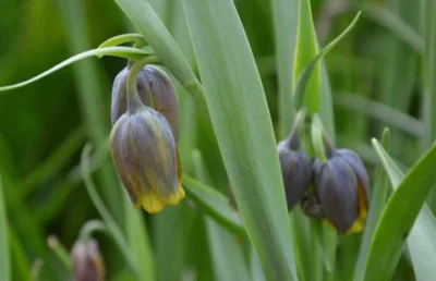 Fritillaria uva-vulpis