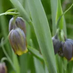 Fritillaria uva-vulpis