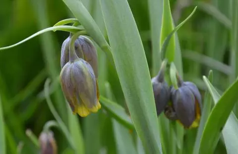 Fritillaria uva-vulpis