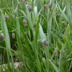 Fritillaria uva-vulpis — assyrica