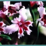 Gladiolus carneus