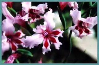 Gladiolus carneus