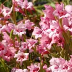 Gladiolus carneus — painted lady