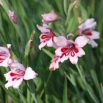Gladiolus carneus — Gladiolus