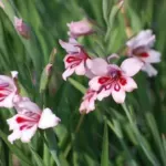 Gladiolus carneus — Gladiolus
