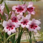 Gladiolus carneus — carneus