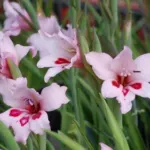 Gladiolus carneus — photo 5