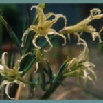 Gladiolus undulatus