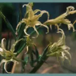 Gladiolus undulatus