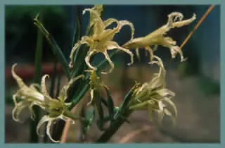 Gladiolus undulatus