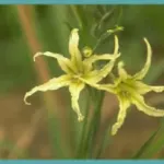 Gladiolus undulatus — Gladiolus