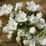 Allium neopolitanum